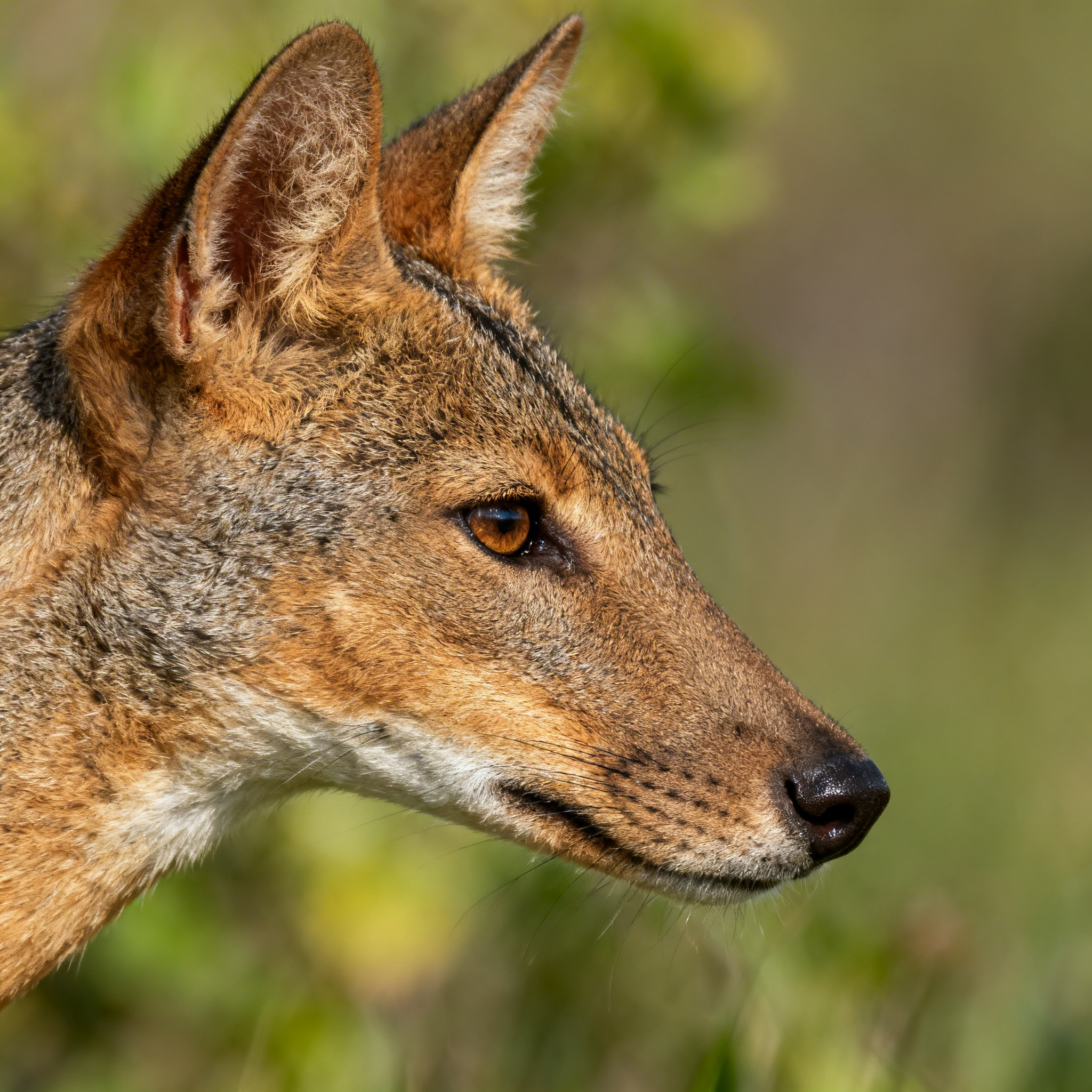 Canon RF 100-500mm Review: Ultimate Wildlife Photography Lens