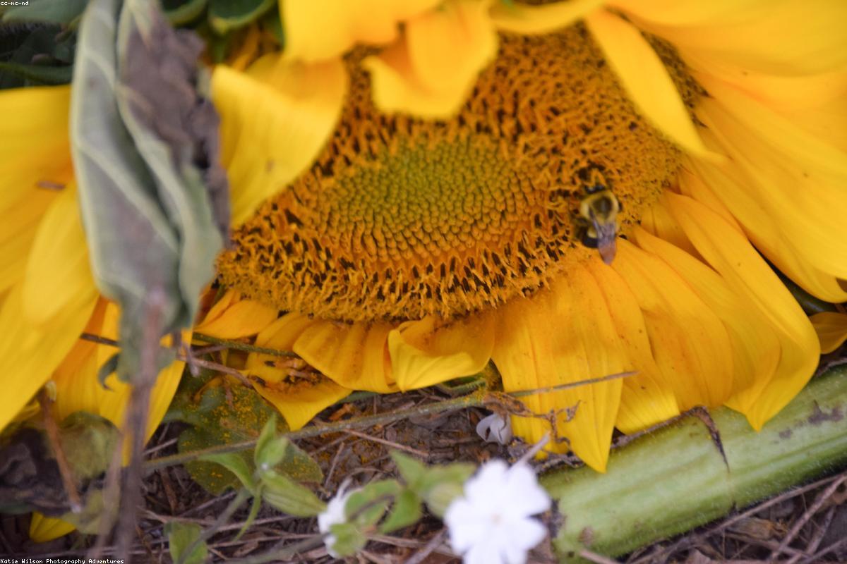 Night Sky Photography Guide: Tips for Stunning Astrophotos