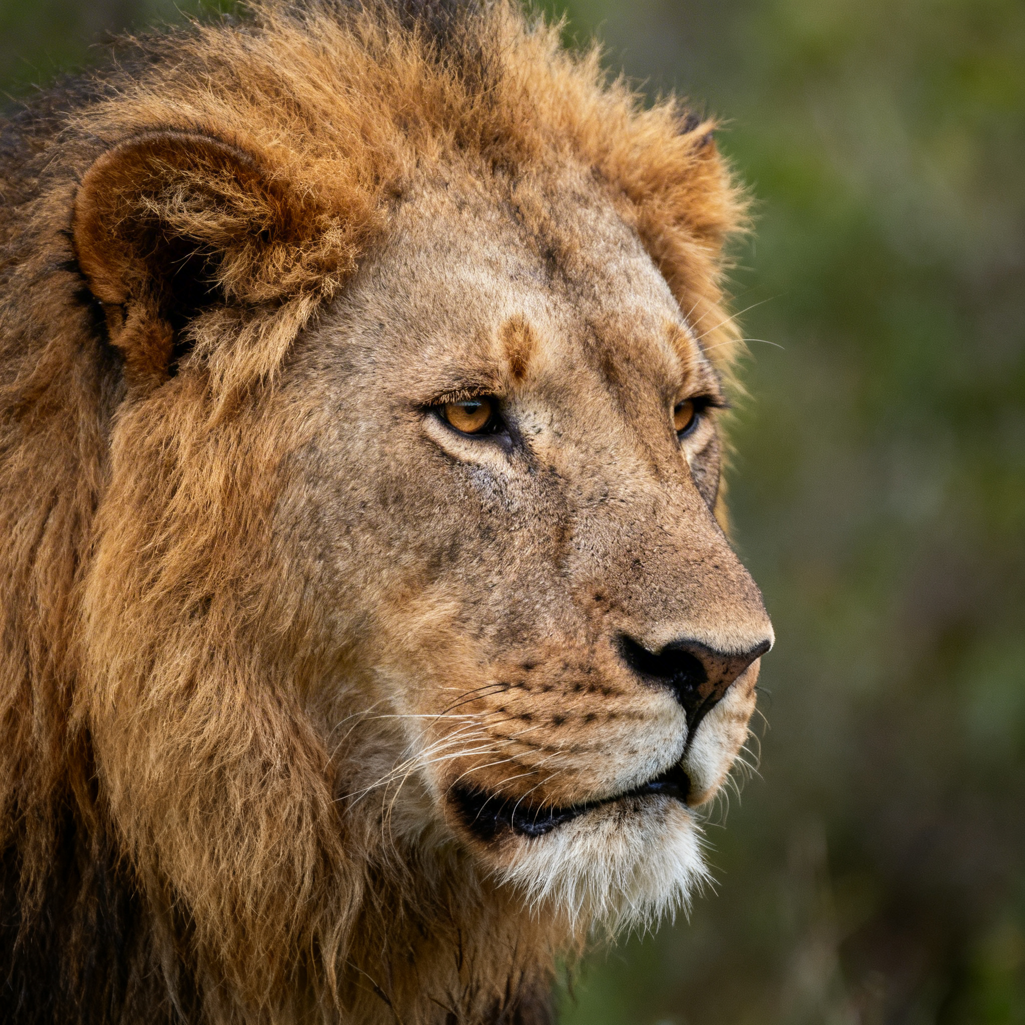 Wildlife Photography Tips: Master Pro Techniques in 2024