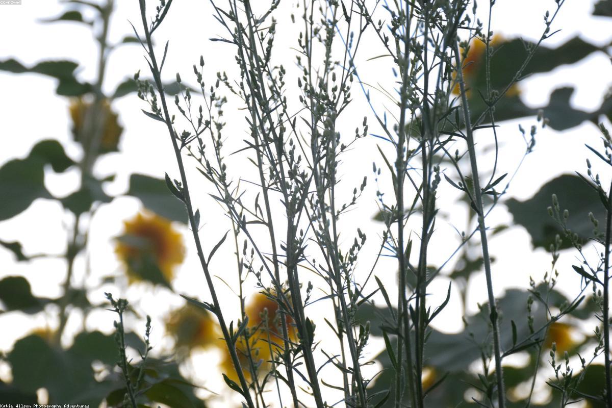 Wildlife Photography Tutorial: Complete Step-by-Step Guide